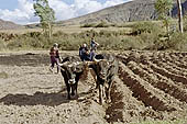 Agriculture in Peruvian puna